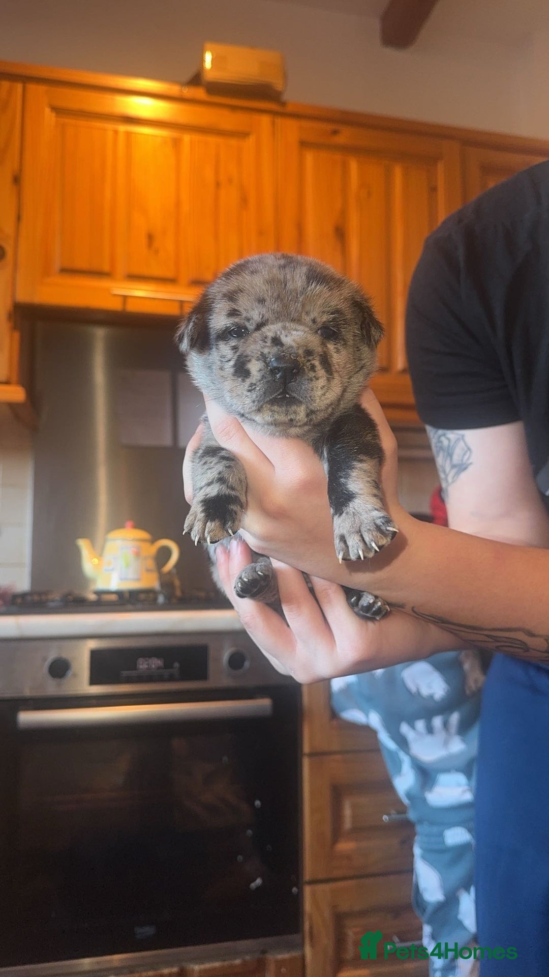 Mixed Breed dogs for sale: American bulldog / chowchow  - Advert 14