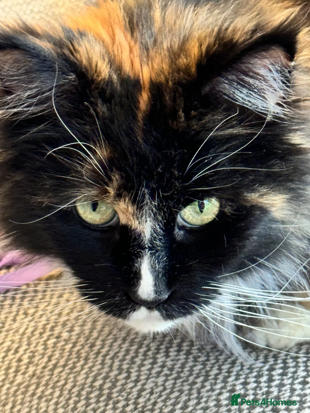 Maine Coon cats for sale: Maine Coon - Female - Advert 2