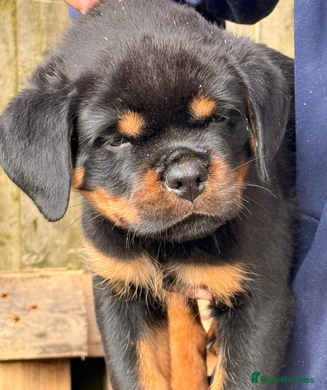 Rottweiler dogs for sale: Top quality kc pups for sale timitor X edelstein - Advert 7