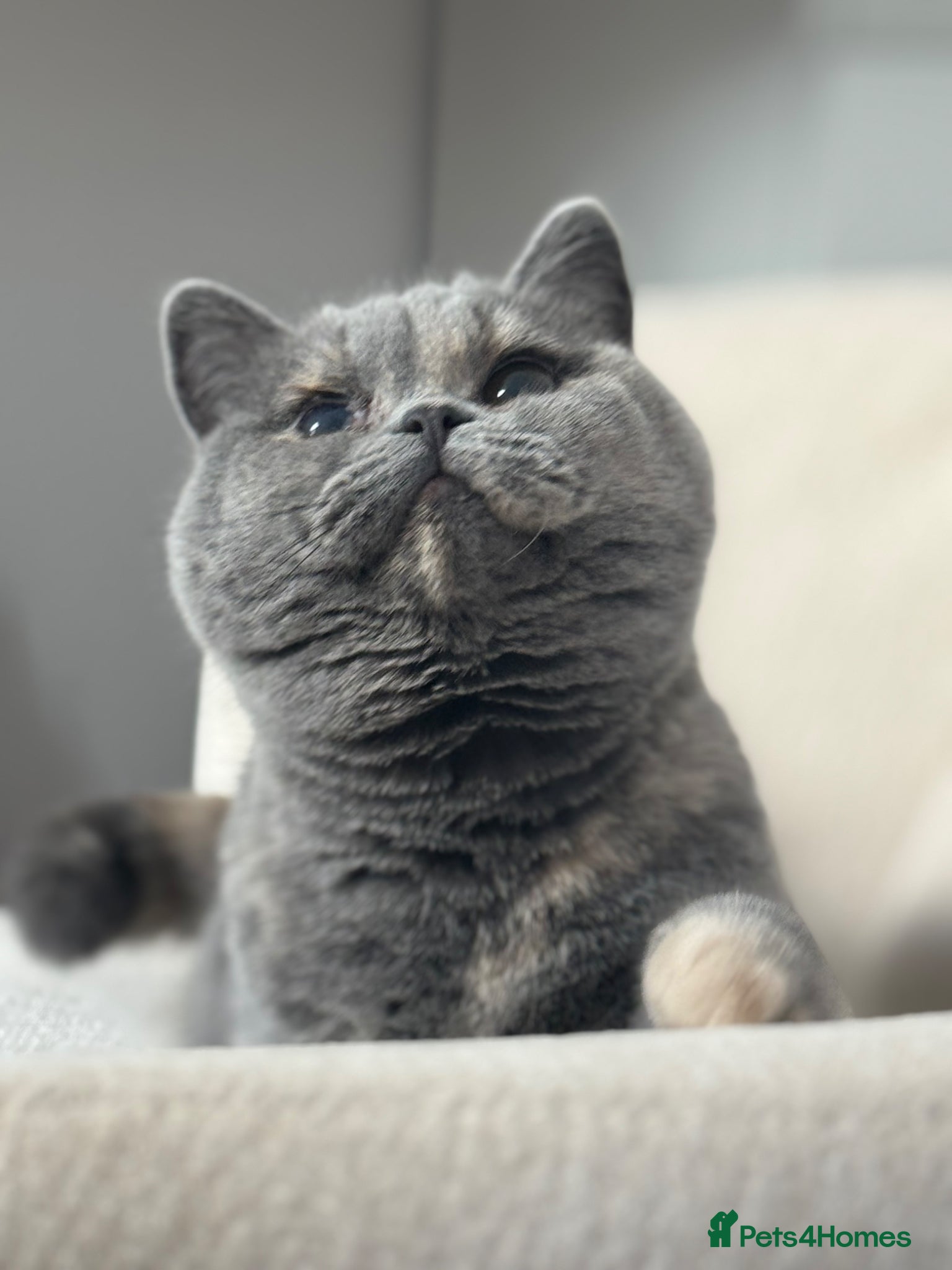 British Shorthair cats Chunky blue tortie eldest kitten TICa reg  - Advert 3
