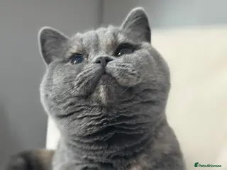 British Shorthair cats Chunky blue tortie eldest kitten TICa reg - Advert 3