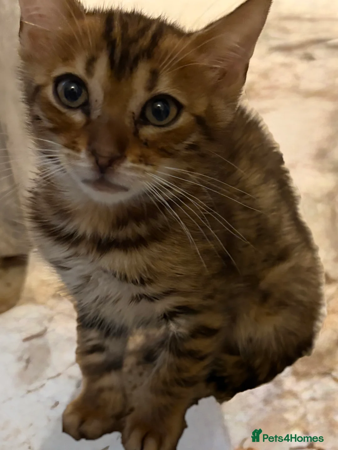 Bengal cats for sale: Pedigreed/registered Bengal kittens - Advert 5