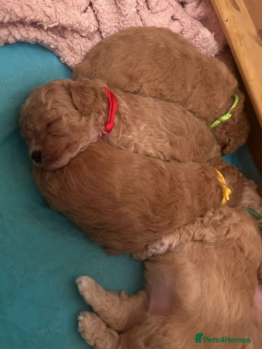 Maltipoo dogs for sale: Stunning Toy Maltipoo pups ❤️ ready on Wednesday! - Advert 10