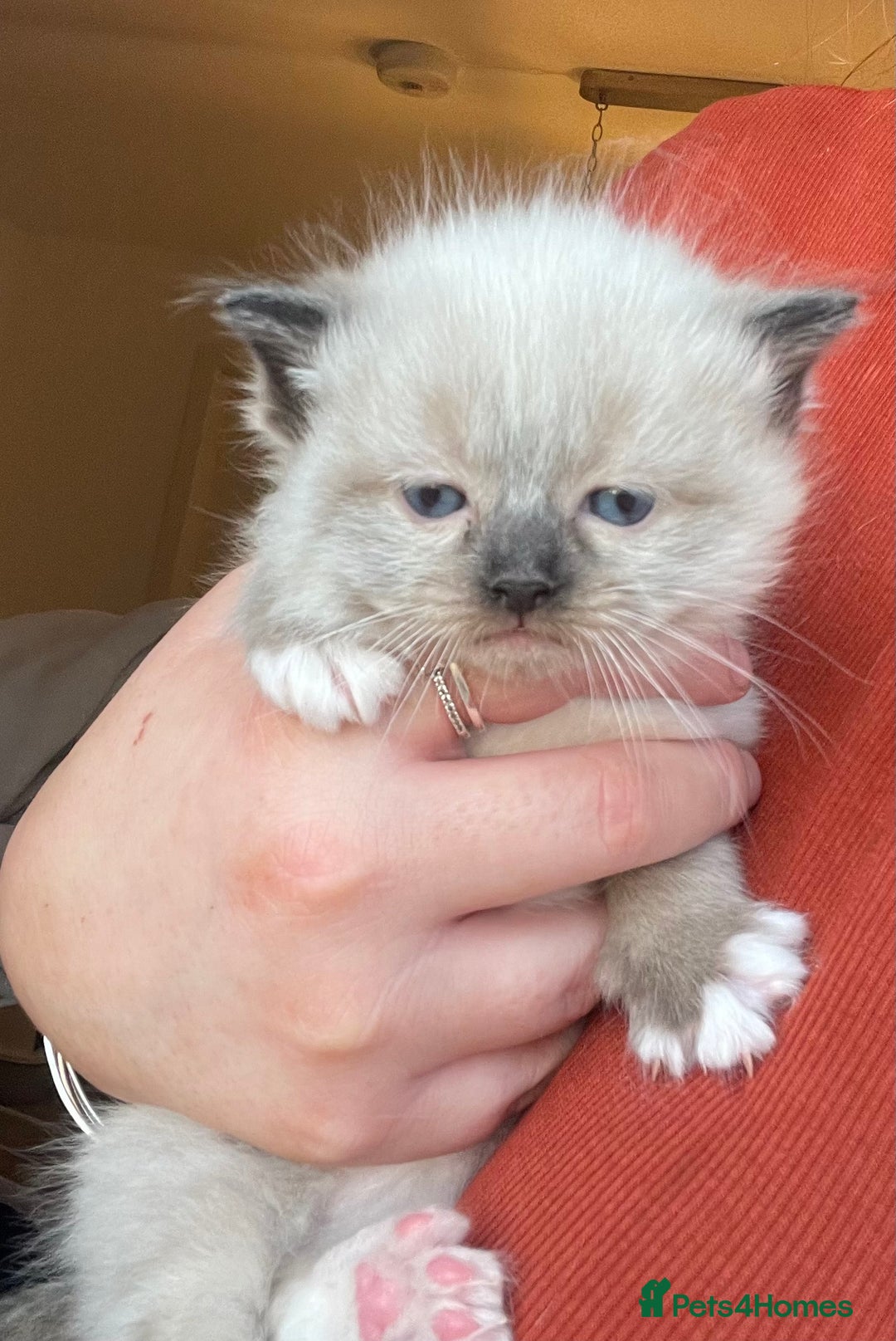 Ragdoll cats for sale: 🎁Gorgeous Ragdoll Kittens-ready from Dec 17th - Advert 11