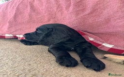 Cocker Spaniel dogs for sale: Beautiful Litter of Cocker Spaniel Puppies  - Image 17