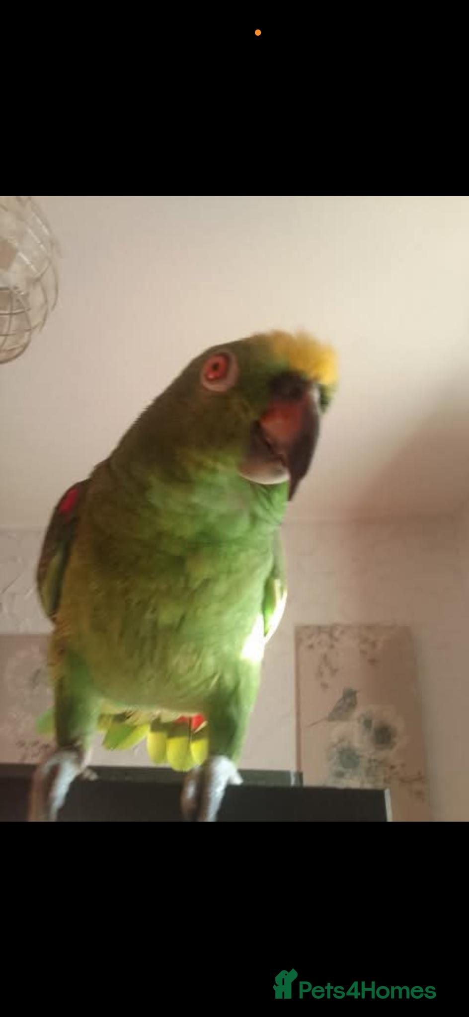 Parrots birds for sale: Yallow-crowned Amazon for sell - Advert 1