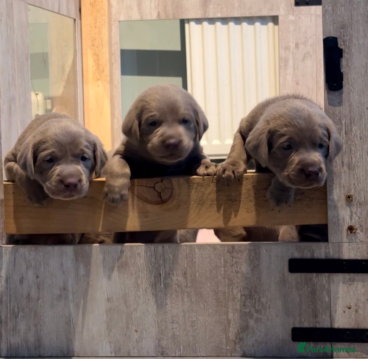 Labrador Retriever dogs KC registered Silver Labrador puppies for sale - Advert 1