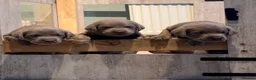 Labrador Retriever dogs for sale: Puppies now sold pending collection  - Advert 5