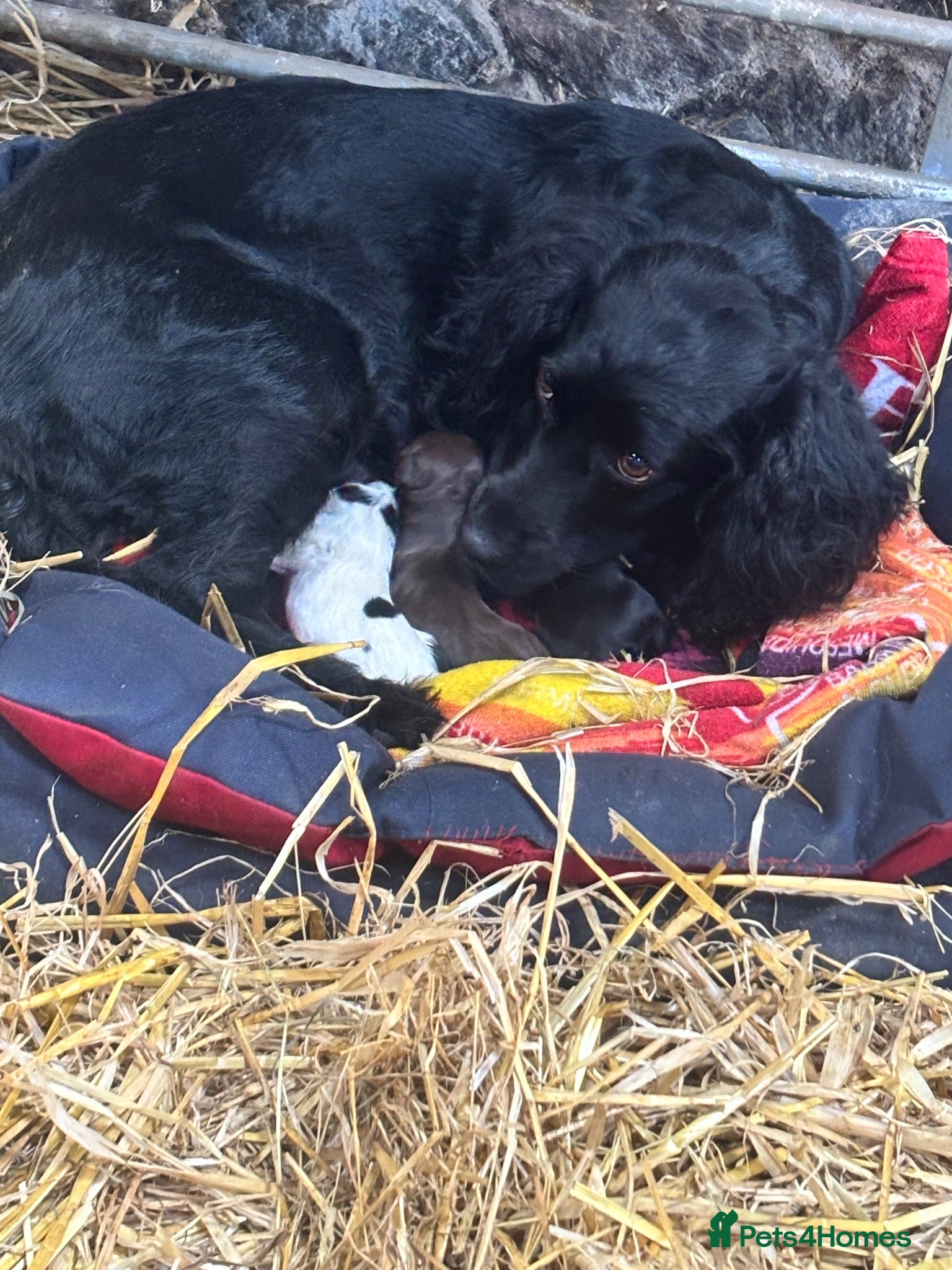 Cocker Spaniel dogs Cocker spaniels puppies  - Advert 7
