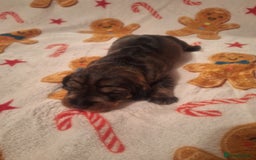 Dachshund dogs for sale: Wirehaired Dachshund - Image 7