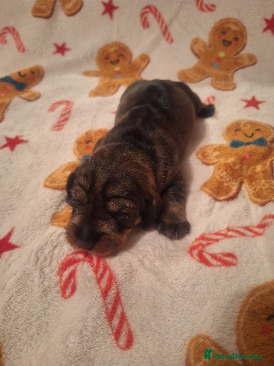 Dachshund dogs for sale: Wirehaired Dachshund - Image 7