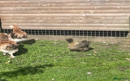Chickens poultry for sale: Partridge Silkies a Hen & Cock - Image 3
