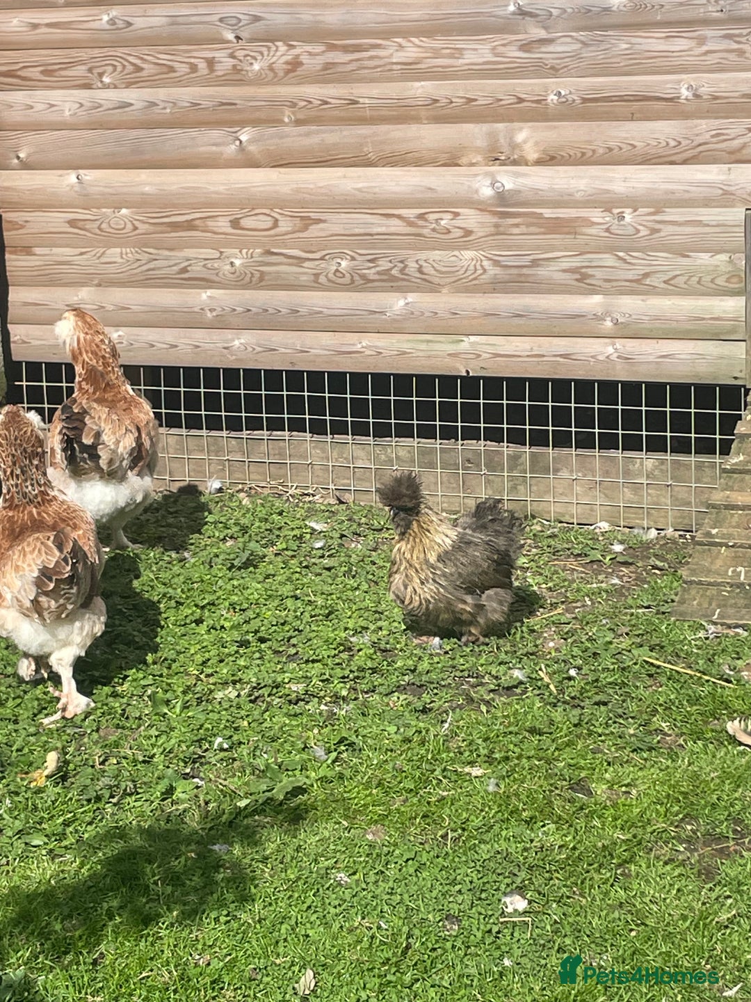 Chickens poultry for sale: Partridge Silkies a Hen & Cock - Image 3