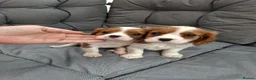 Cavalier King Charles Spaniel dogs for sale: 2 cavalier king charles - Advert 9