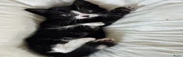 Mixed Breed cats for sale: Adorable black and white kittens for sale  - Advert 11
