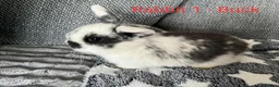 Mini Lop rabbits for sale: Mini lop bunnies for sale - Advert 1