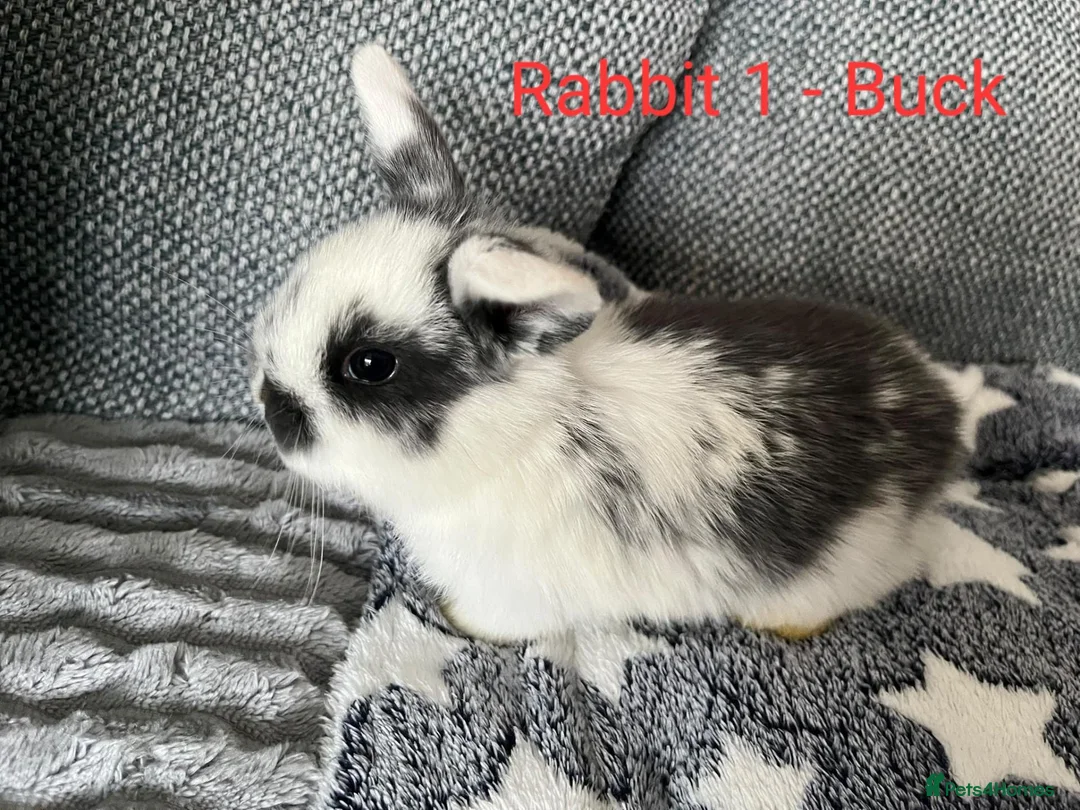 Mini Lop rabbits for sale: Mini lop bunnies for sale - Advert 1