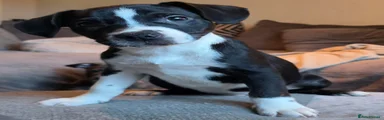 Puppy 6