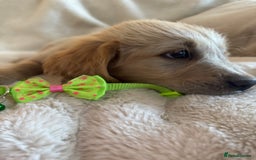 Golden Retriever dogs for sale: Golden retriever puppies ready to go  NOW 🐶🐾🦴  - Image 28