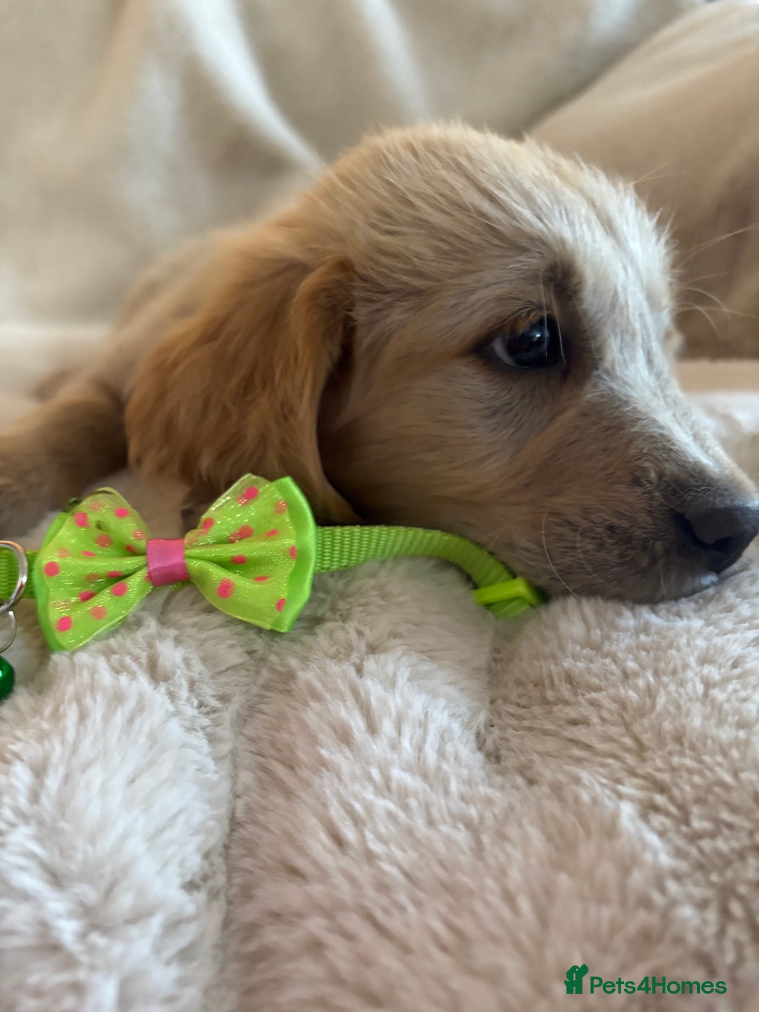 Golden Retriever dogs for sale: Golden retriever puppies ready to go  NOW 🐶🐾🦴  - Image 28