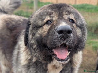 Caucasian Shepherd Dog dogs 🏡 ADOPT MISHA 🐾 for your fluffy Christmas🌟 FREE - Advert 1