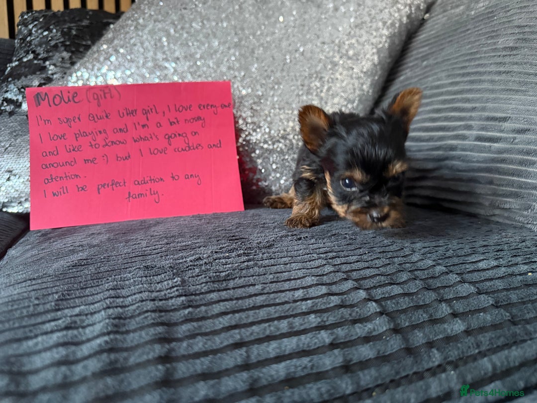 Yorkshire Terrier dogs for sale: Miniature Yorkshire terrier puppies  - Image 3