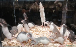 Rat rodents for sale: Baby Dumbo Rat's Males and Females - Image 5