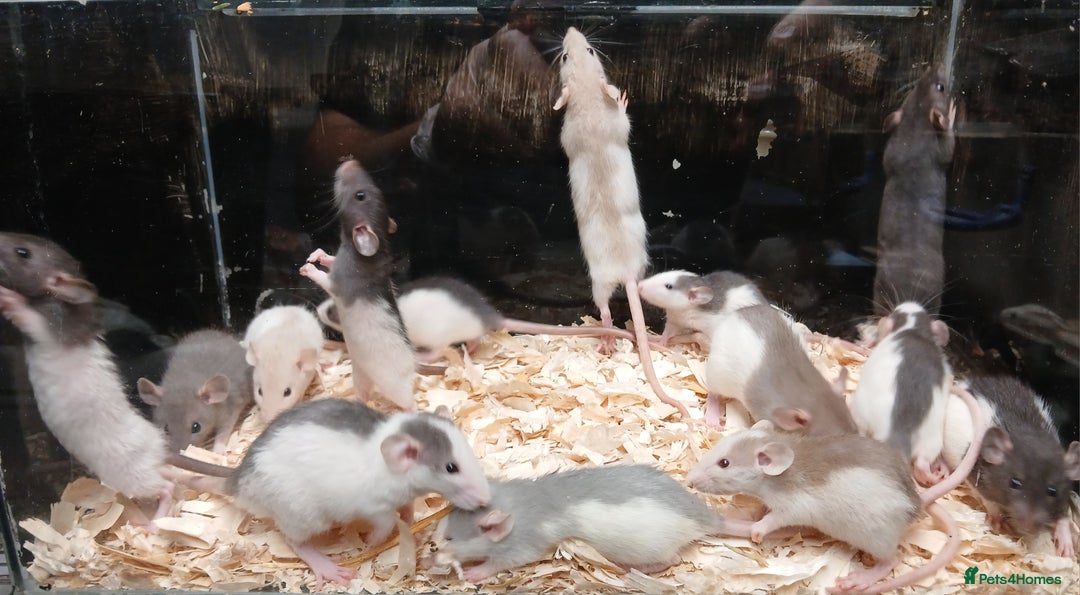 Rat rodents for sale: Baby Dumbo Rat's Males and Females - Image 5
