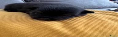 Pomeranian 1
