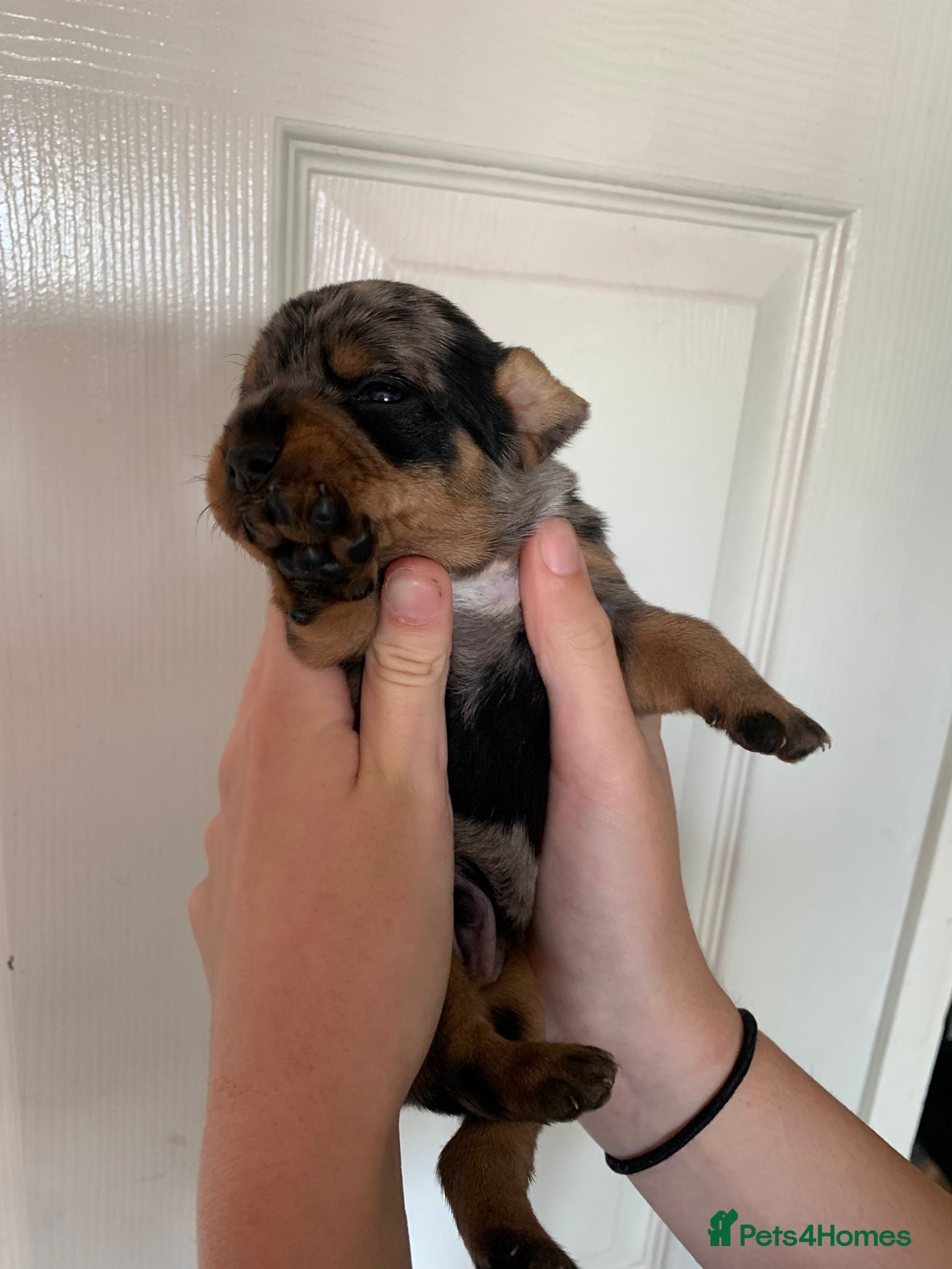 Mixed Breed dogs 5 beautiful dachshund cross brussels griffon pups  - Advert 3
