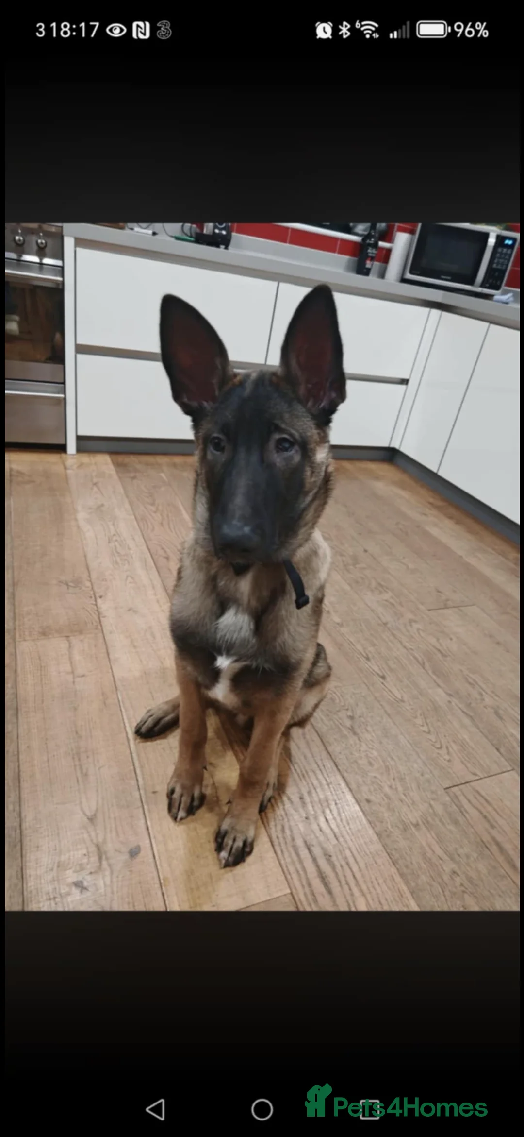 Belgian Shepherd Dog dogs for sale: Malinios male puppy in Barnoldswick - Advert 3