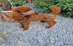 Miniature Poodle dogs for stud: Available for stud duties in Sheffield - Image 8