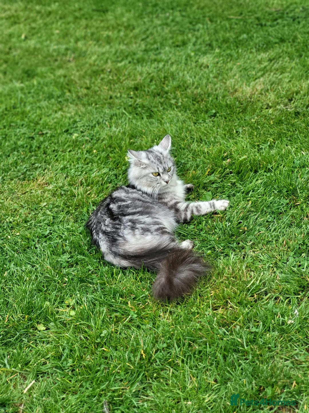 Maine Coon cats for sale: Gorgeous litter of 5 Maine Coon x kittens - Advert 1