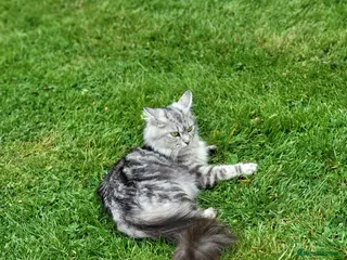 Maine Coon cats Gorgeous litter of 5 Maine Coon x kittens - Advert 1