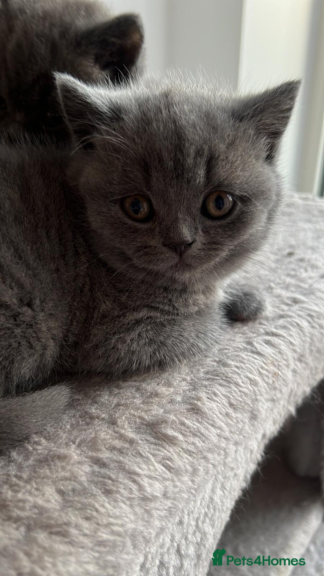 British Shorthair cats for sale: Beautiful British Shorthair Kittens  - Advert 8