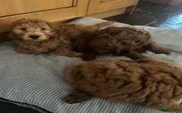 Irish Doodle dogs for sale: Irish Doodles ready to go  - Image 6