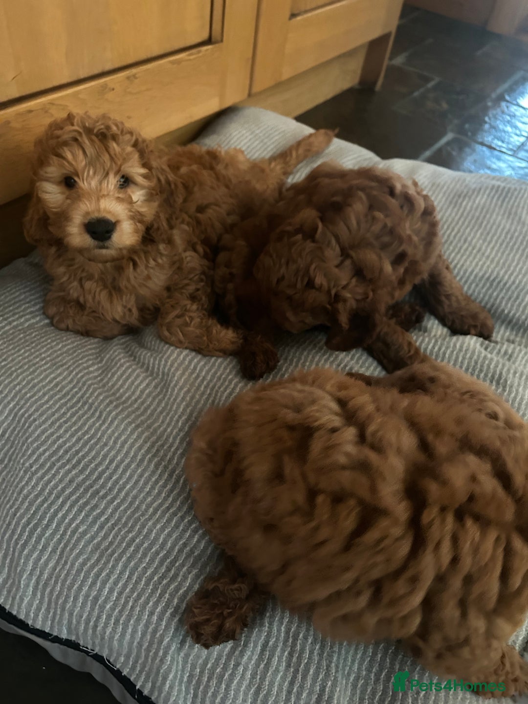 Irish Doodle dogs for sale: Irish Doodles ready to go  - Image 6