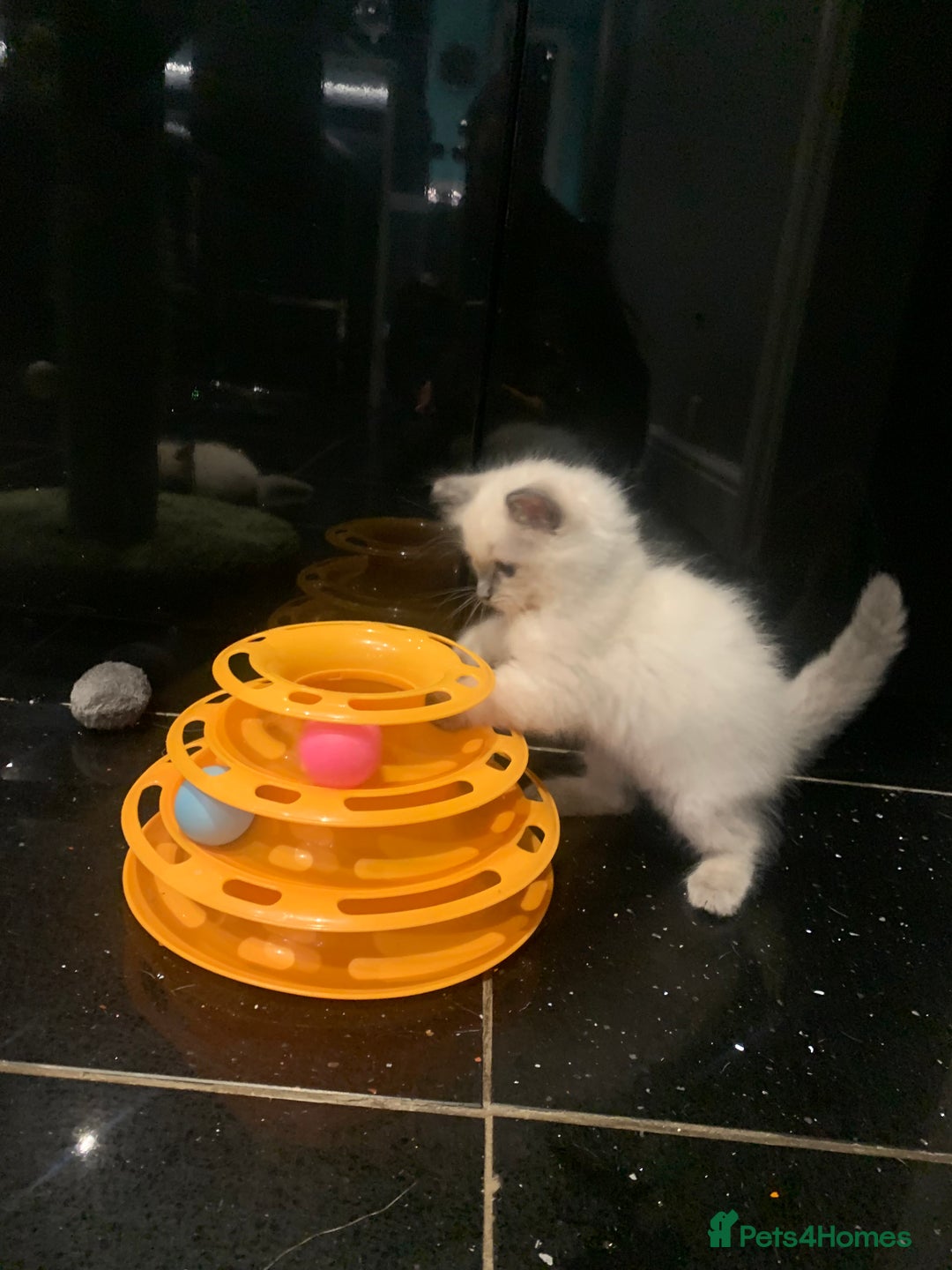 Ragdoll cats for sale: Pure Bluepoint Ragdoll kittens - Image 11