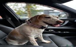 Beagle dogs for sale: Dog for sale - Image 3