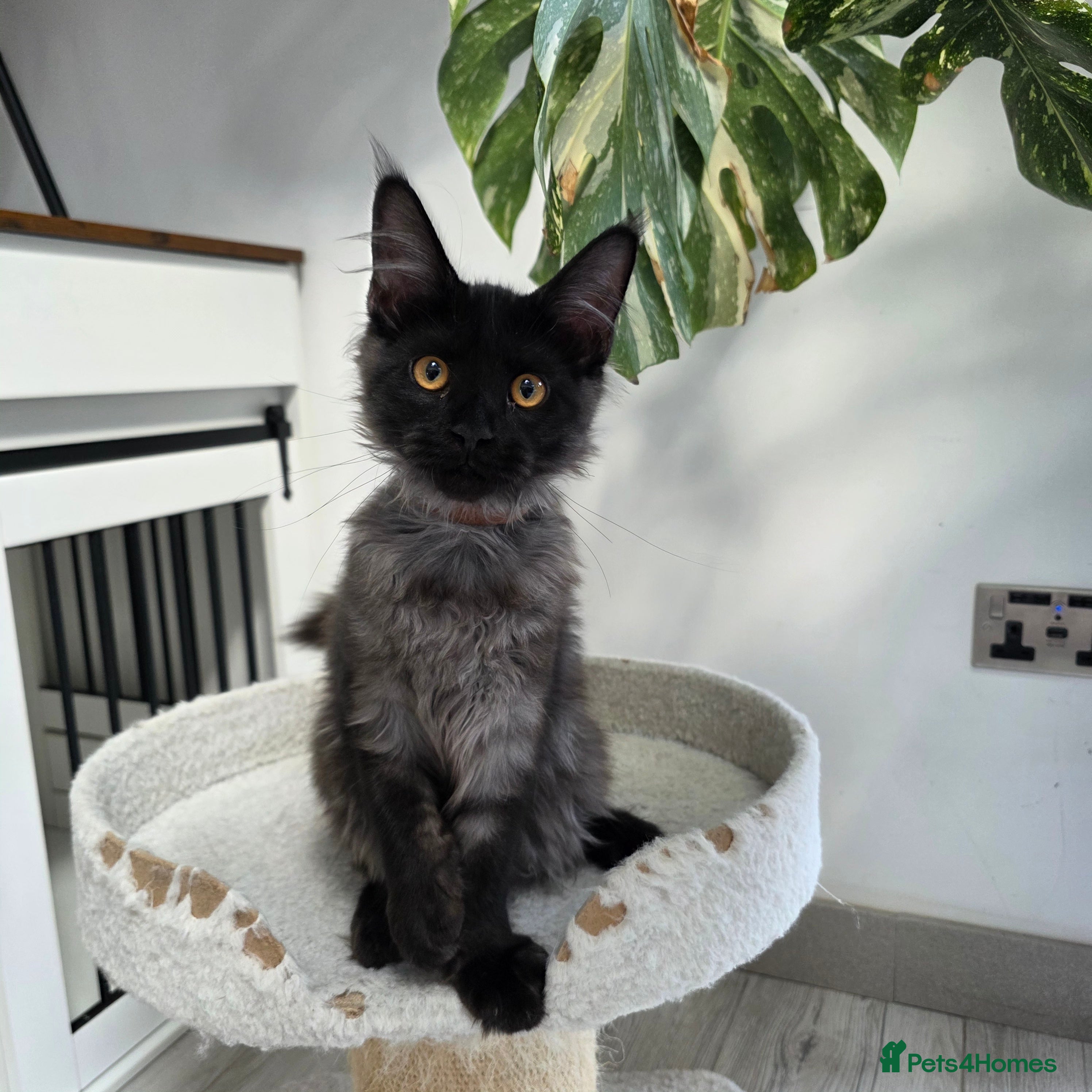 Maine Coon cats Maine Coon Kittens Fife Registered  - Advert 2