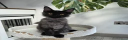 Maine Coon cats for sale: Premium Pedigree Maine Coon Kittens – Ready Now 🐾 - Advert 10