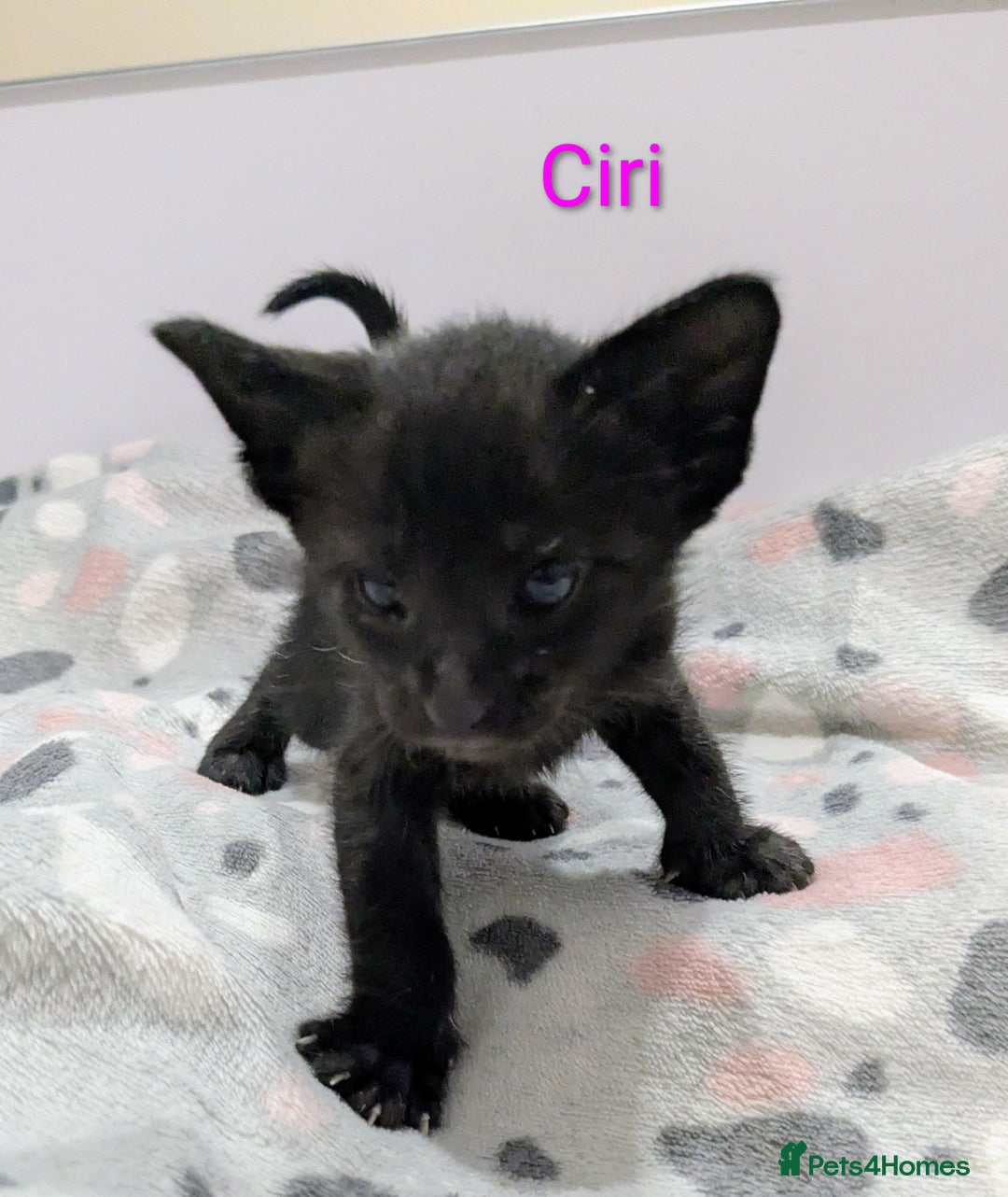 Siamese cats for sale: 6 little monkeys 🩷🩵 - Advert 18