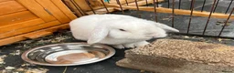 Mini Lion Lop rabbits for sale: Late summer babies  - Advert 6