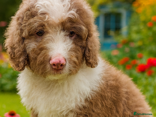 Cockapoo dogs DNA TESTED Last outstanding Merle boy READY NOW ❤️ - Advert 16
