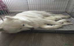 Samoyed dogs for sale: Adorable 6 Samoyed Puppies Waiting Forever Homes - Image 3