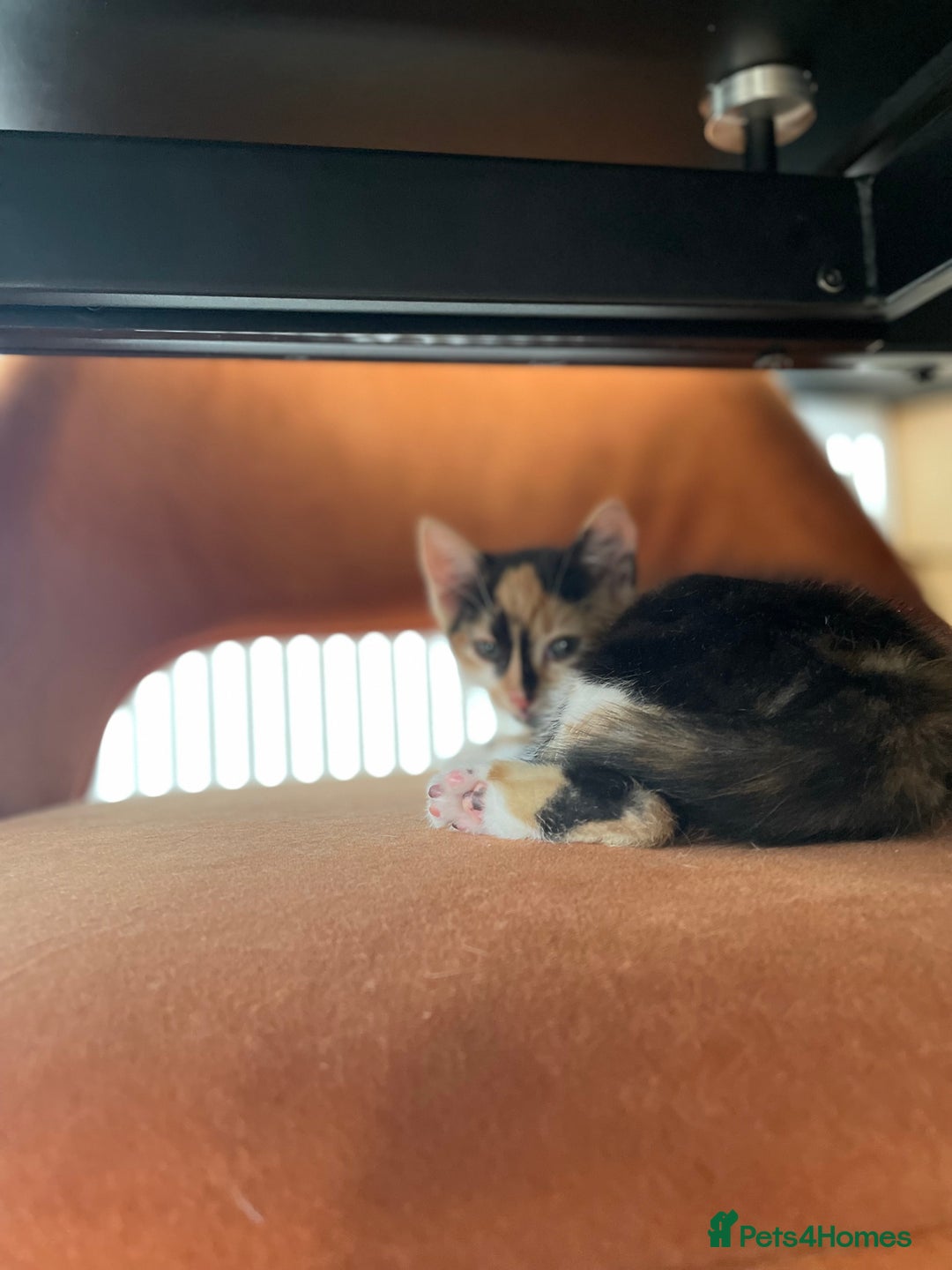 British Shorthair cats for sale: 3 beautiful and playful kittens  - Image 18