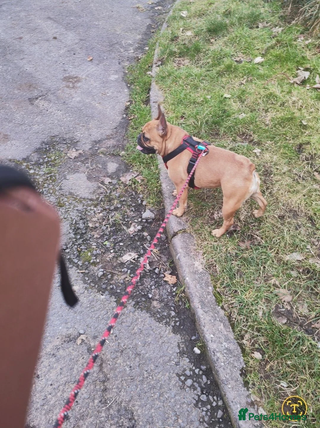 French Bulldog dogs for sale: 4 year old french Bulldog for rehoming in Merthyr Tydfil - Advert 3
