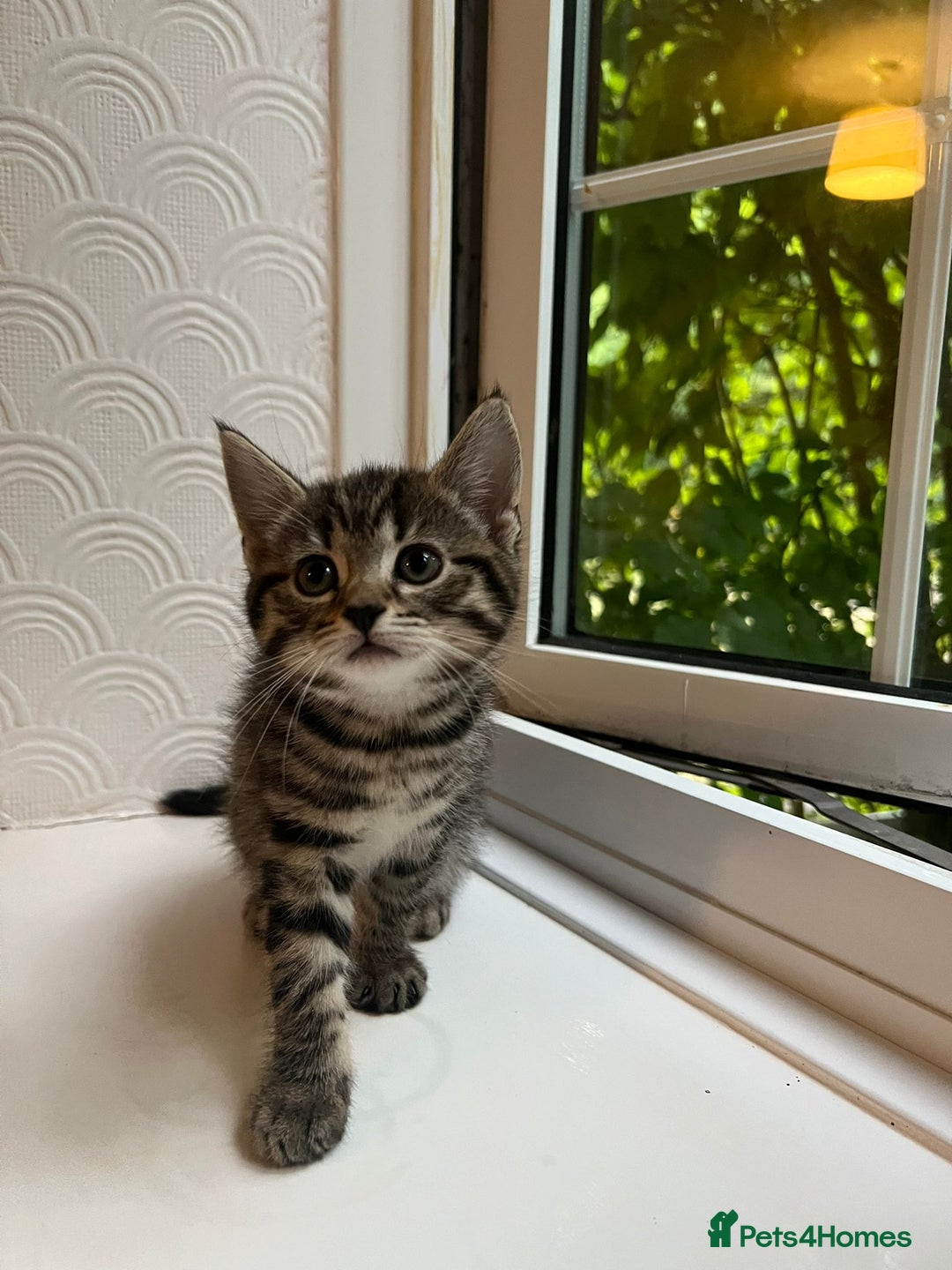 Maine Coon cats for sale: Adorable Half Maine Coon Kittens - Image 23