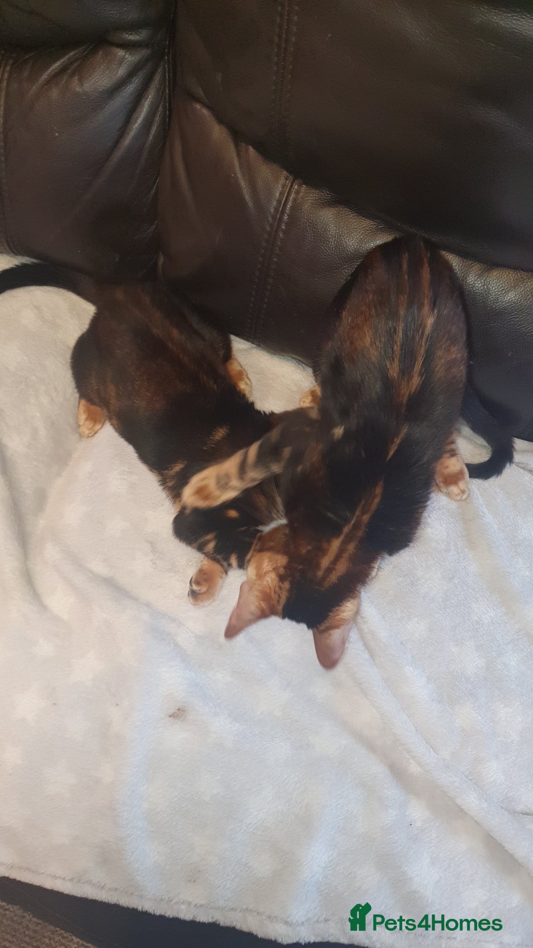 Bengal cats for sale: Pedigree Bengal Kittens - Advert 11