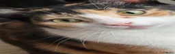 Mixed Breed cats for sale: 3month old kitten and mother ready for new home  - Advert 9
